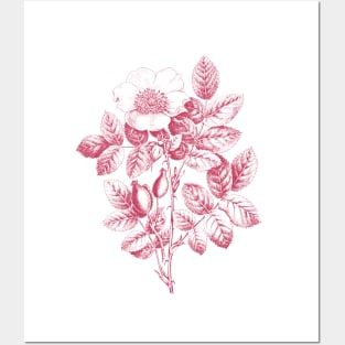 Wild Rose Monochrome Illustration Posters and Art